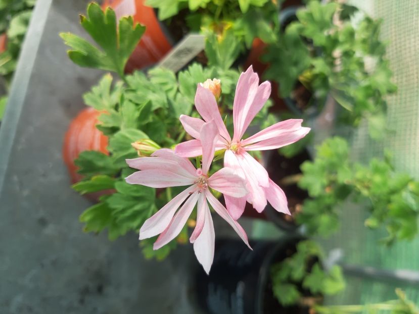  - Muscate din colectia mea