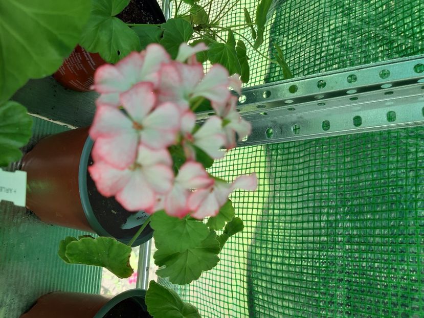  - Muscate din colectia mea