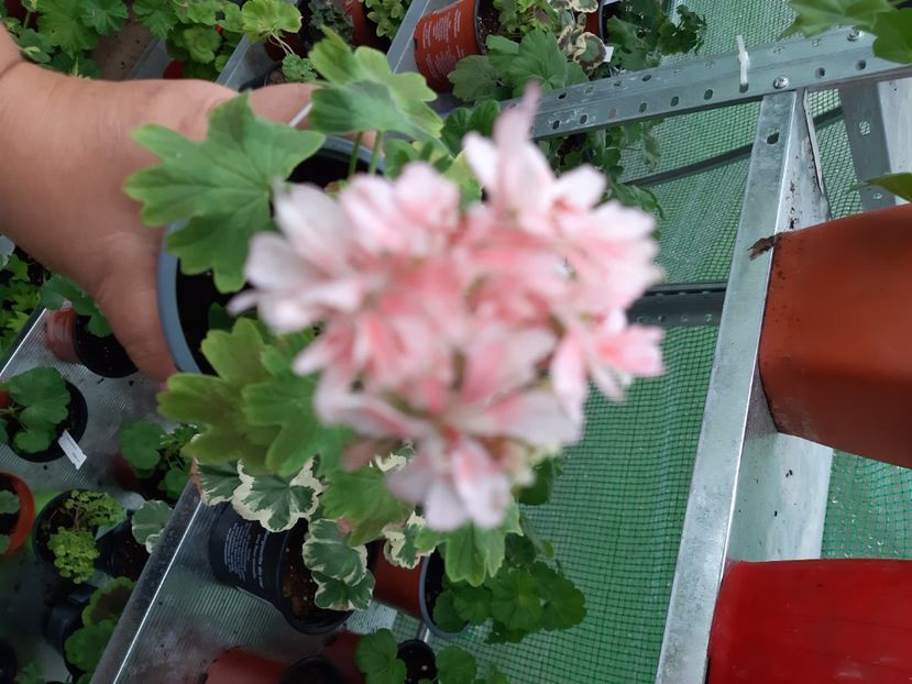  - Muscate din colectia mea