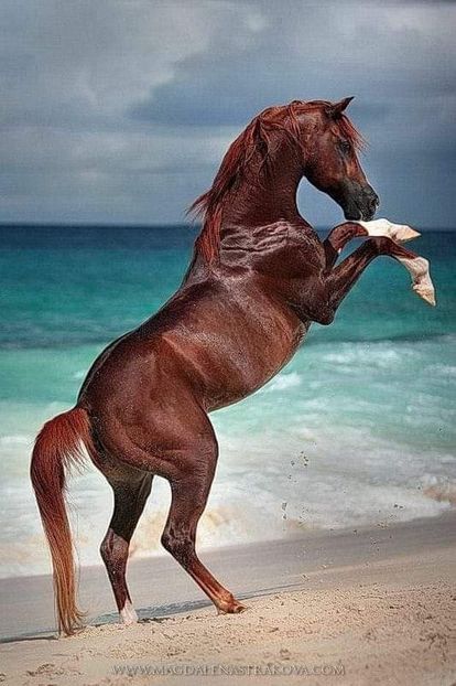  - Cai animale nobile
