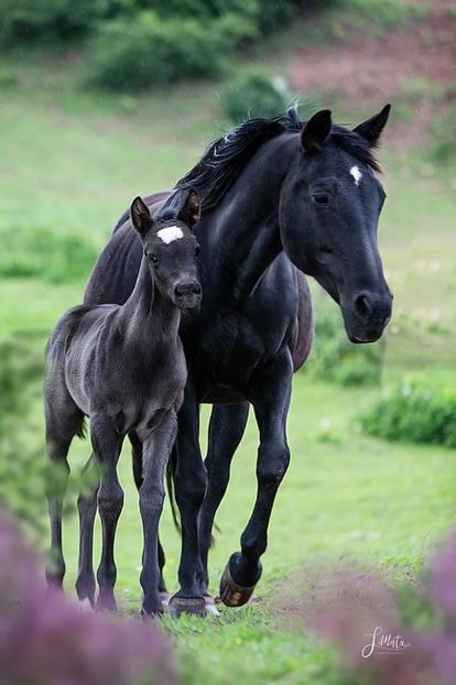  - Cai animale nobile
