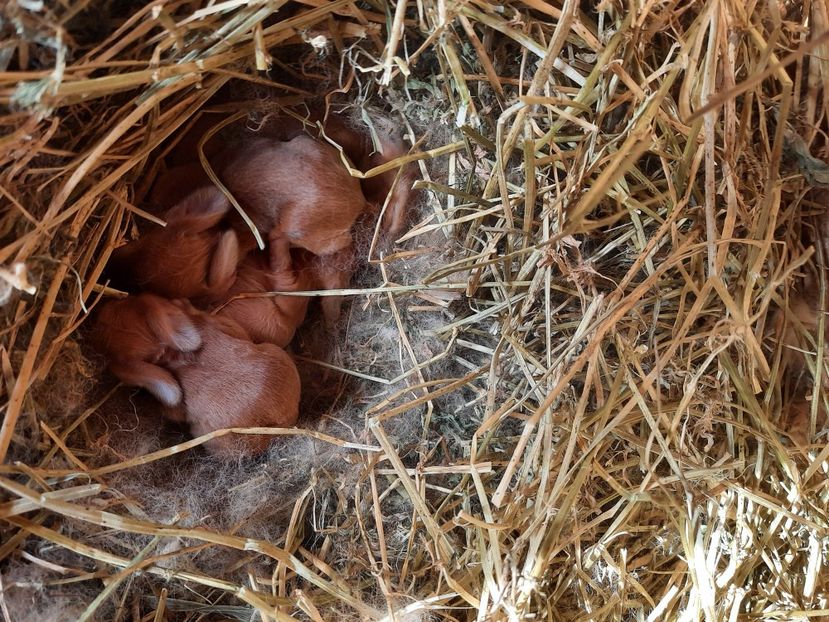  - Cuib din 09 06 2021