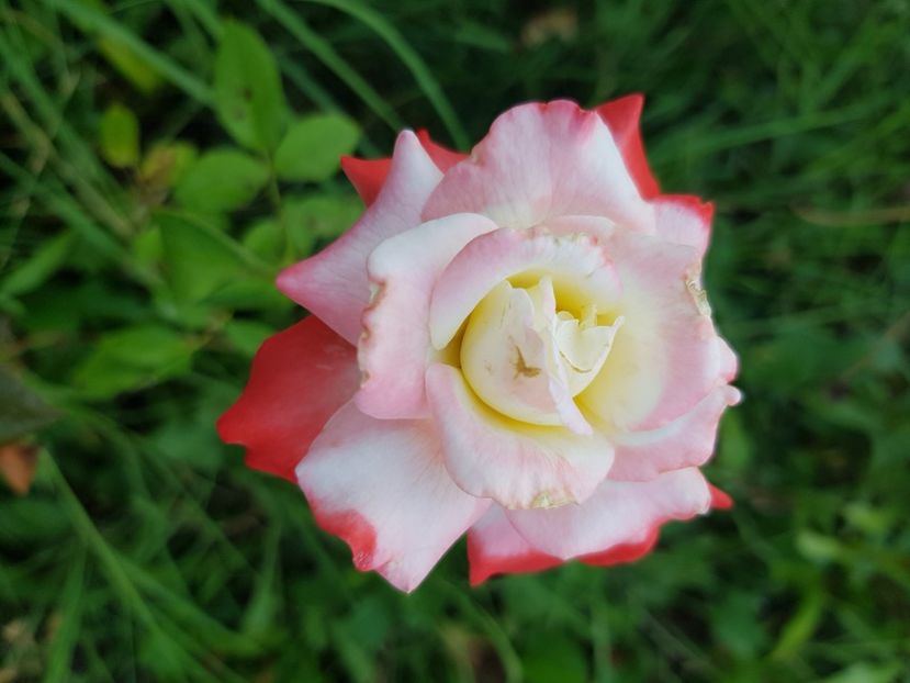 Imperatrice Farah - Trandafiri la baltă 2021