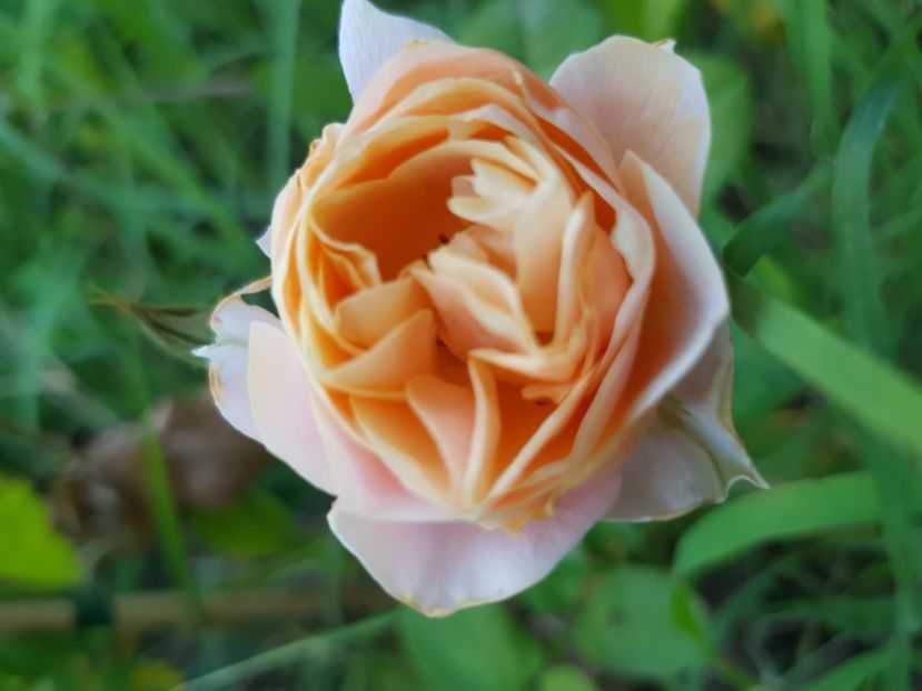 Bg - Trandafiri la baltă 2021