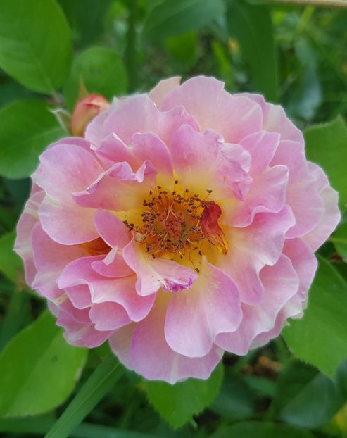 Marc Chagal - Trandafiri la baltă 2021