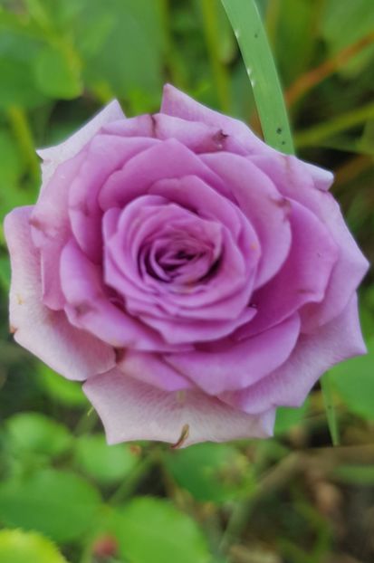 Bg - Trandafiri la baltă 2021