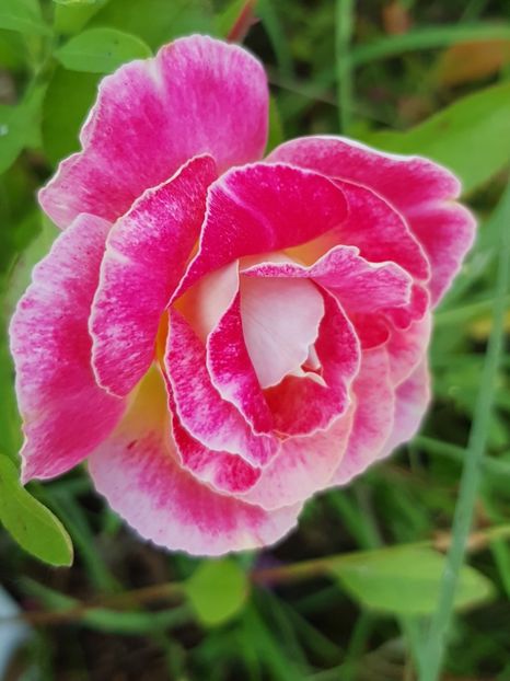 Pink ruffles - Trandafiri la baltă 2021