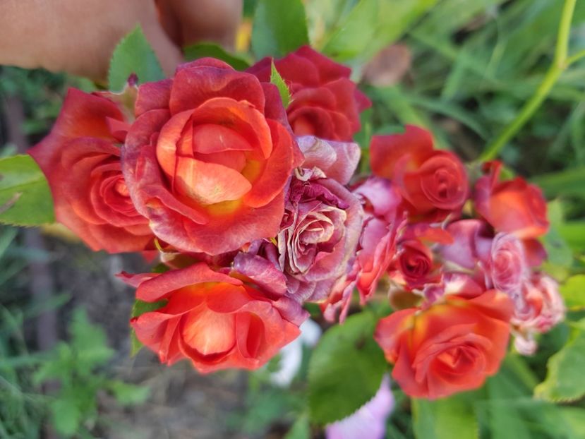 Bg - Trandafiri la baltă 2021