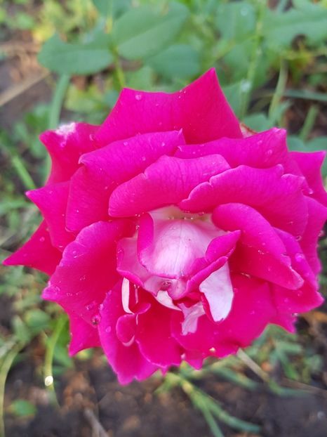  - Trandafiri la baltă 2021