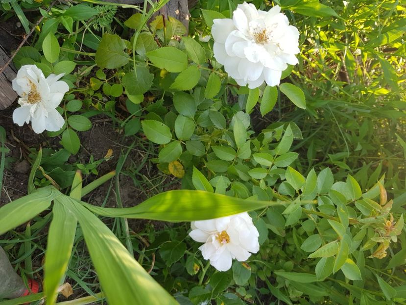  - Trandafiri la baltă 2021