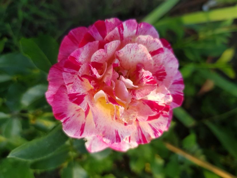 Bg 122 - Trandafiri la baltă 2021