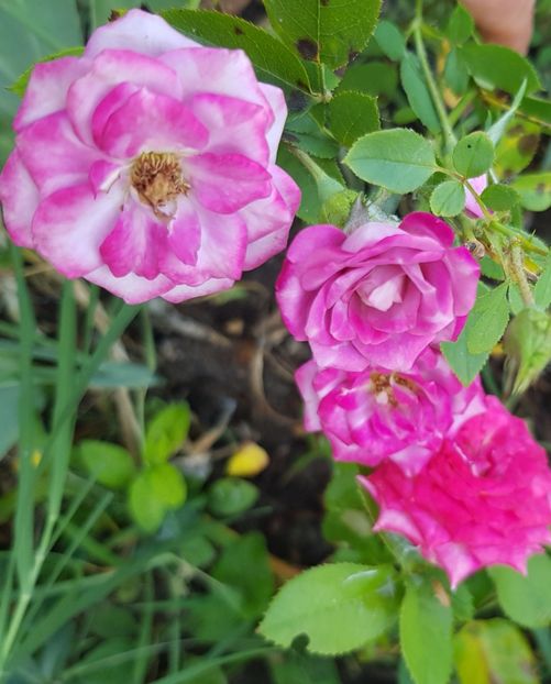 Bg  pitic - Trandafiri la baltă 2021