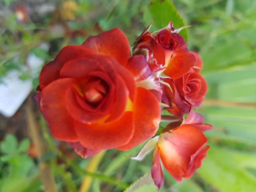  - Trandafiri la baltă 2021