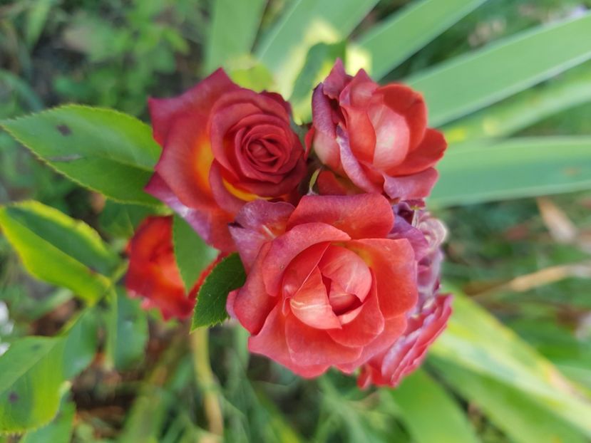  - Trandafiri la baltă 2021