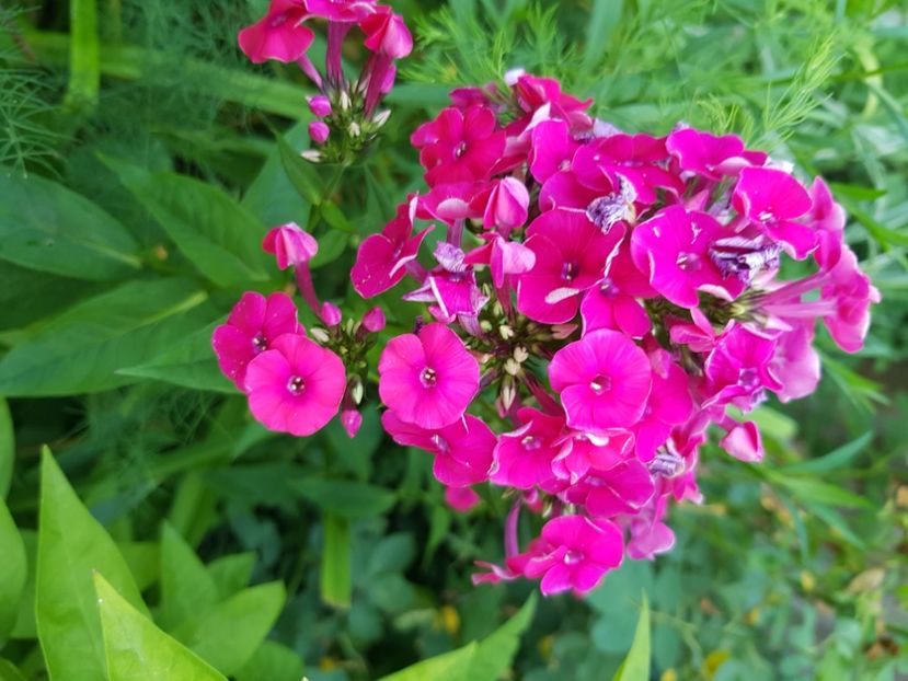  - Phlox 20-21