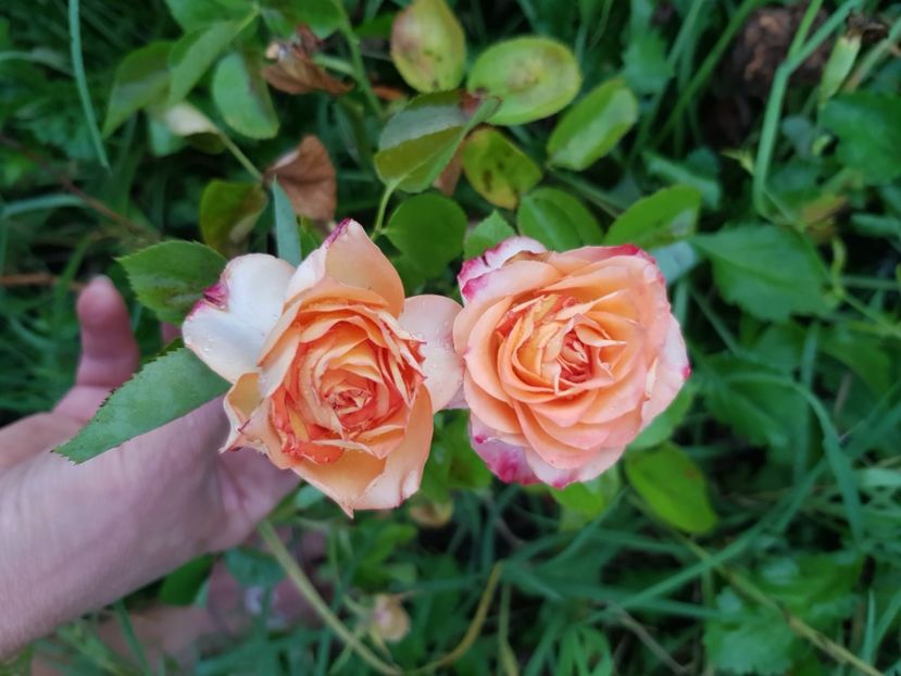 Bg - Trandafiri la baltă 2021