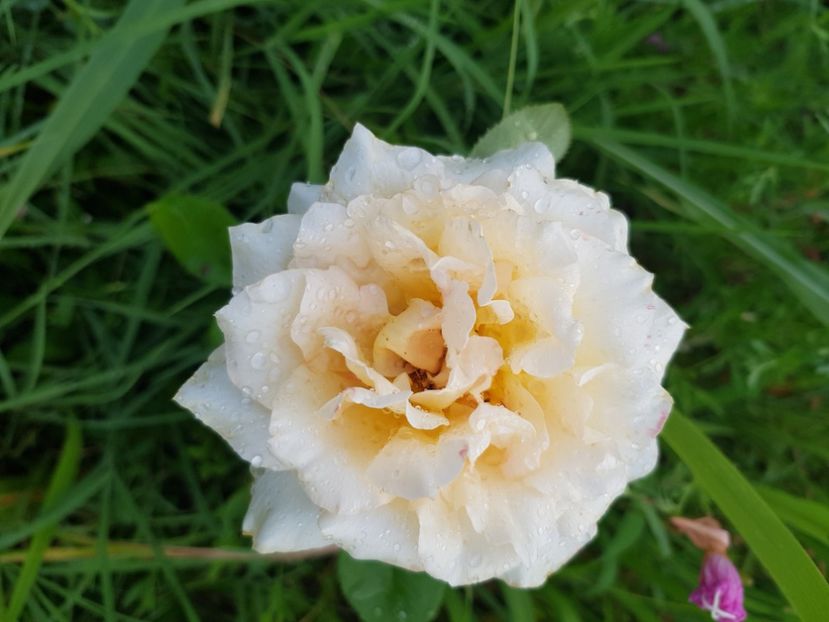  - Trandafiri la baltă 2021