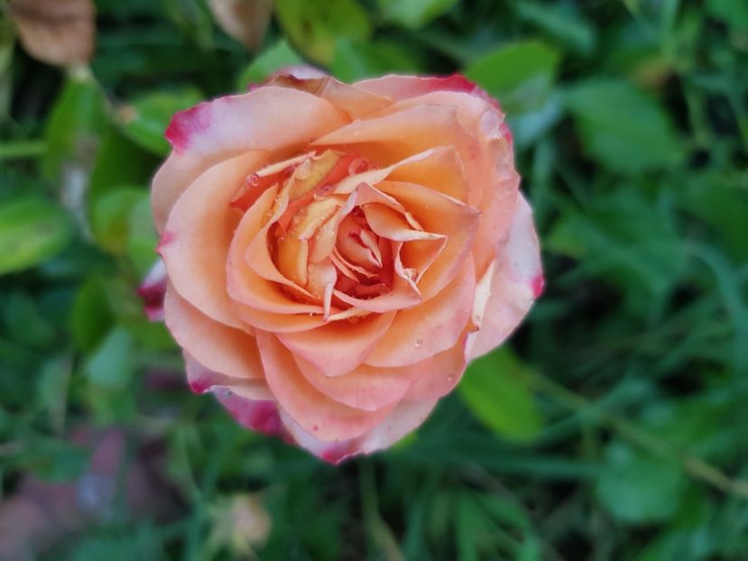  - Trandafiri la baltă 2021