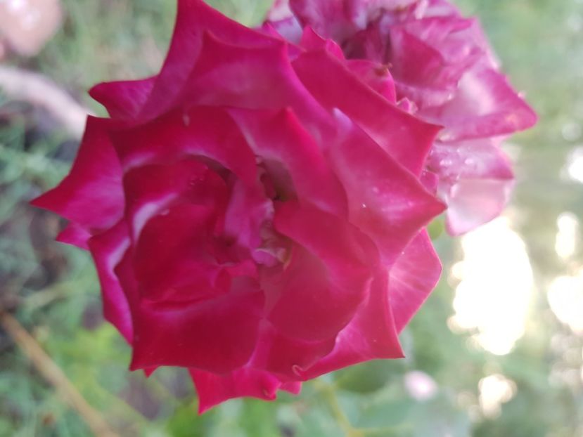  - Trandafiri la baltă 2021