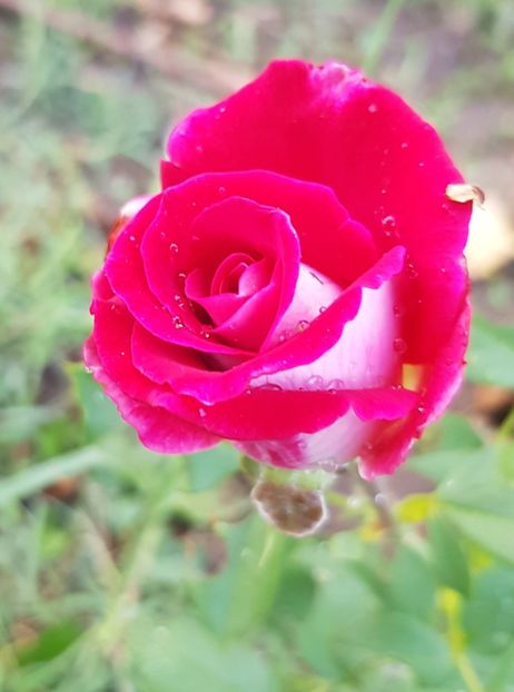  - Trandafiri la baltă 2021