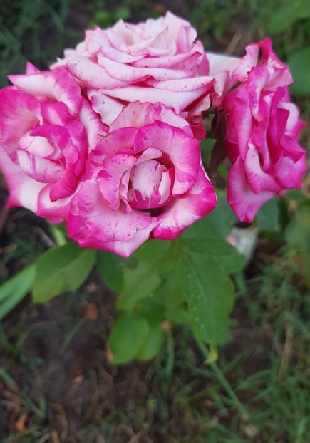  - Trandafiri la baltă 2021