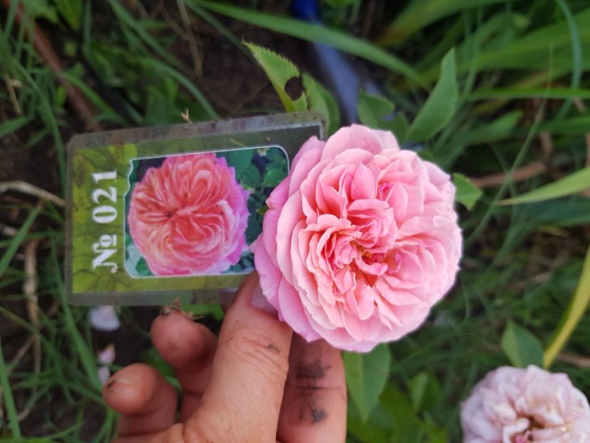  - Trandafiri la baltă 2021