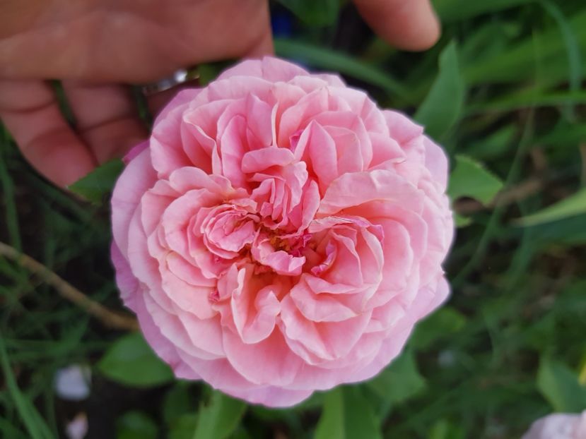  - Trandafiri la baltă 2021