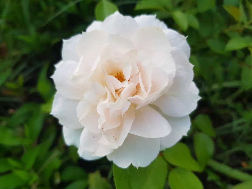  - Trandafiri la baltă 2021