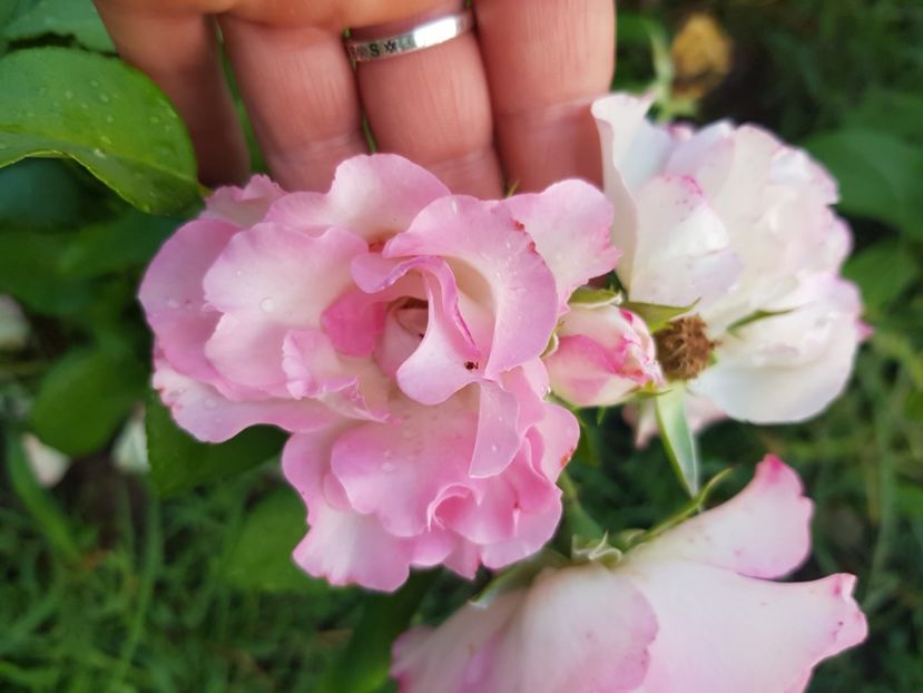 Bordura rose - Trandafiri la baltă 2021