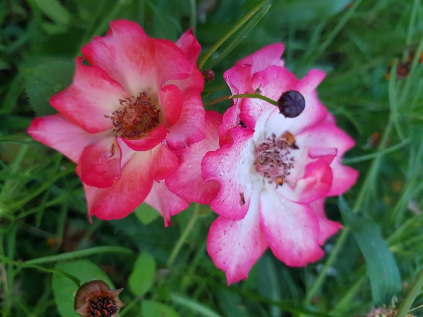 Betty - Trandafiri la baltă 2021