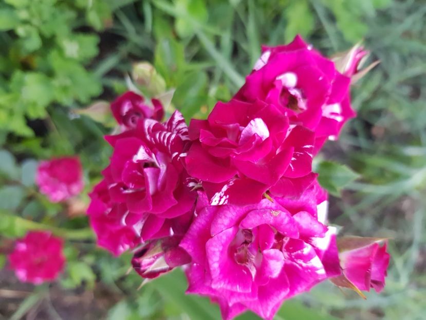  - Trandafiri la baltă 2021