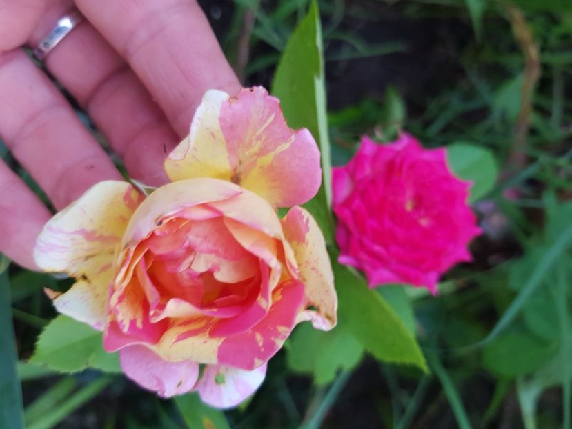  - Trandafiri la baltă 2021