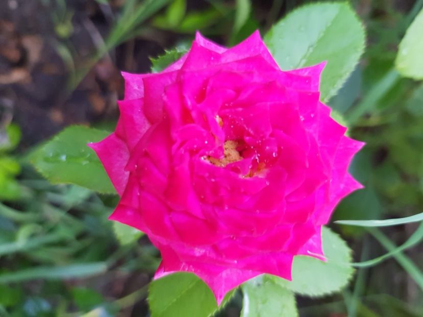  - Trandafiri la baltă 2021