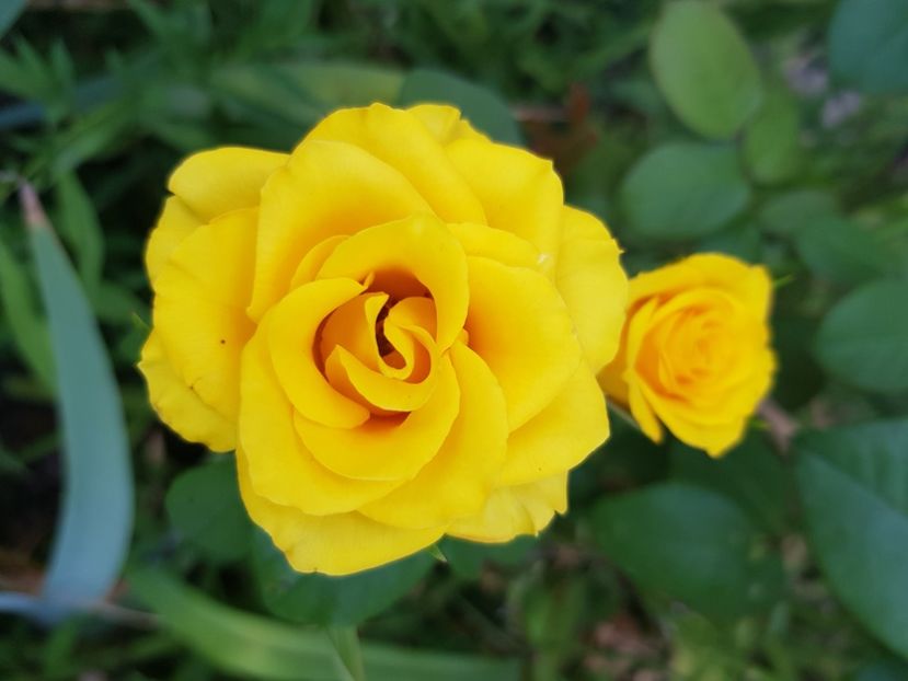  - Trandafiri la baltă 2021