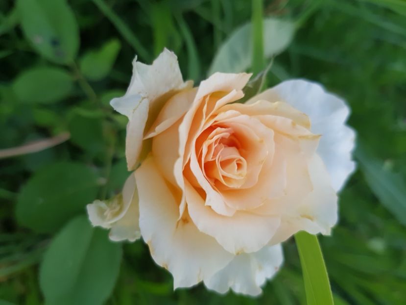  - Trandafiri la baltă 2021