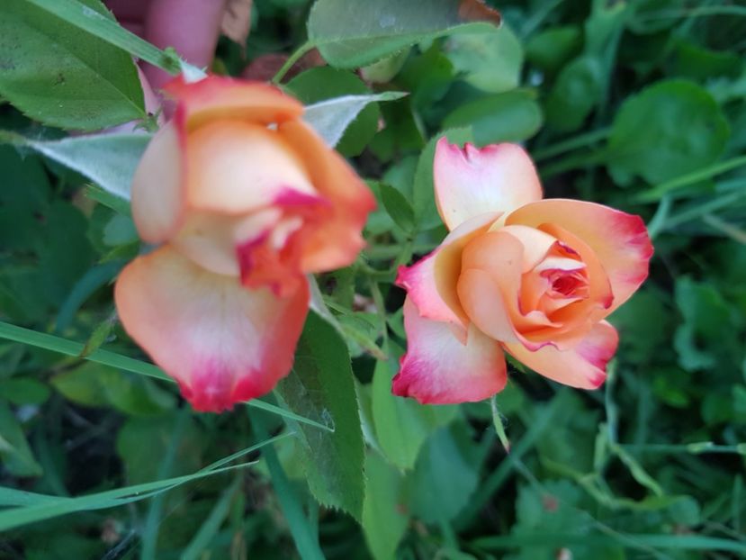  - Trandafiri la baltă 2021