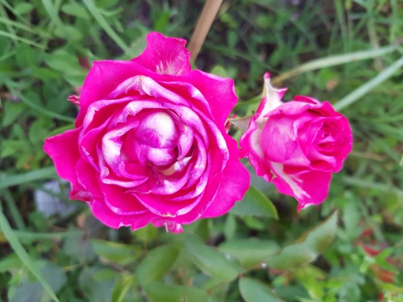  - Trandafiri la baltă 2021