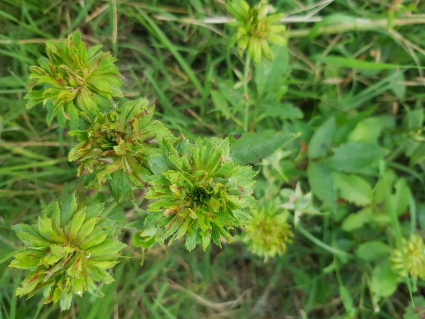  - Trandafiri la baltă 2021