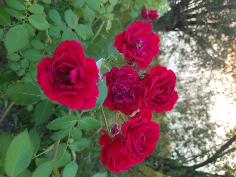  - Trandafiri la baltă 2021