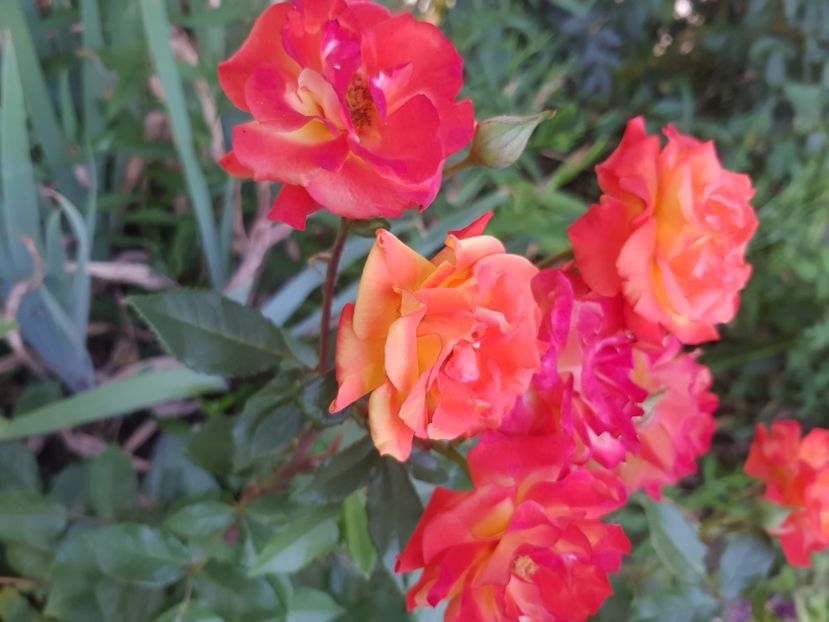  - Trandafiri la baltă 2021