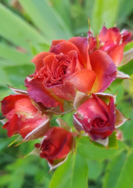  - Trandafiri la baltă 2021