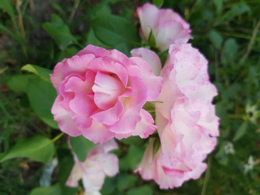  - Trandafiri la baltă 2021