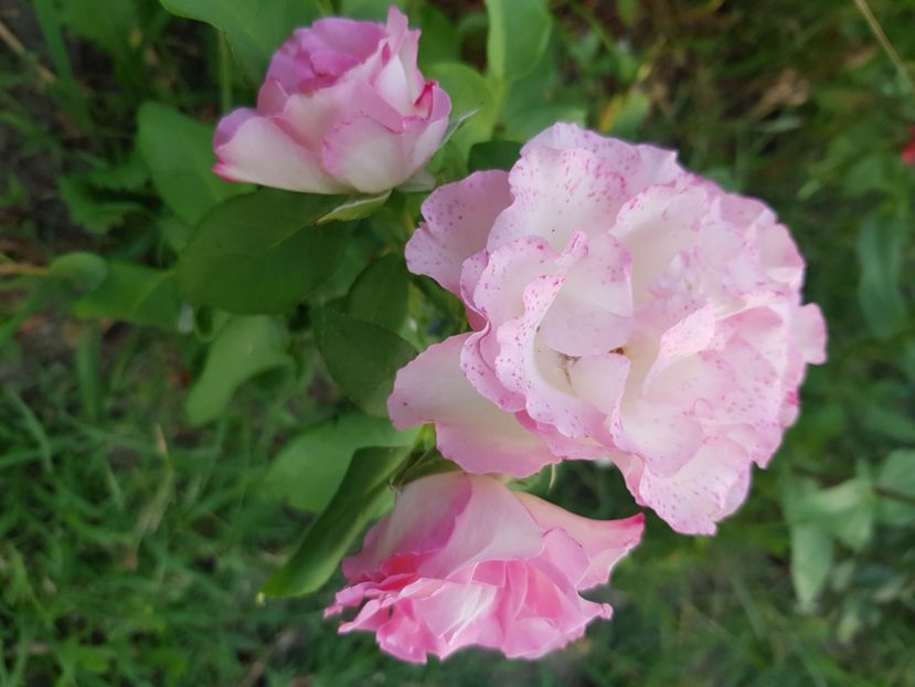  - Trandafiri la baltă 2021