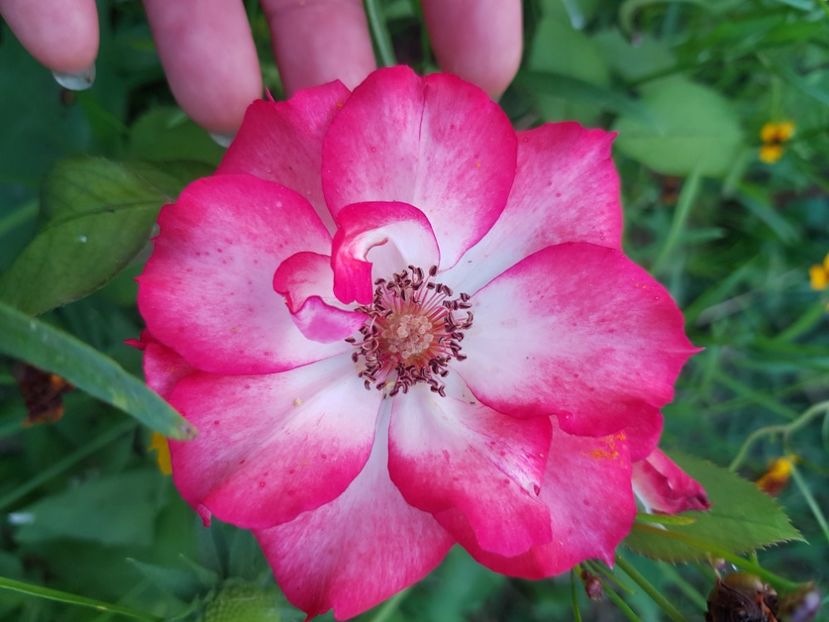  - Trandafiri la baltă 2021