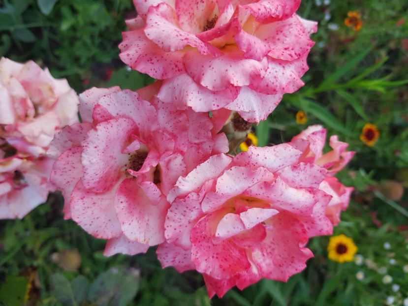  - Trandafiri la baltă 2021