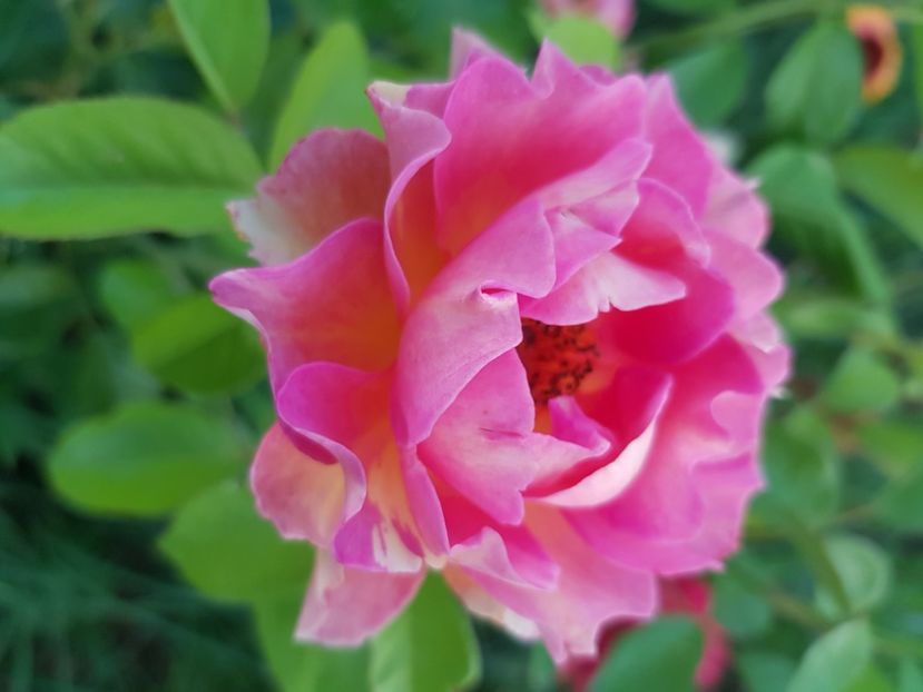  - Trandafiri la baltă 2021