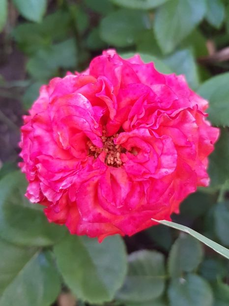  - Trandafiri la baltă 2021