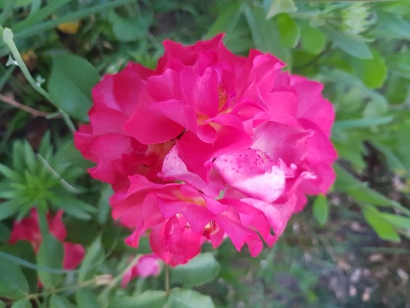  - Trandafiri la baltă 2021