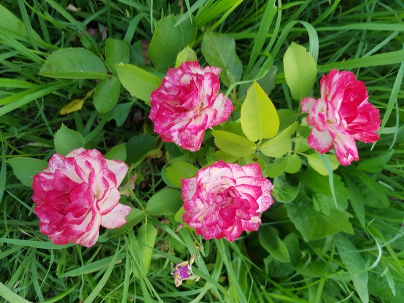  - Trandafiri la baltă 2021