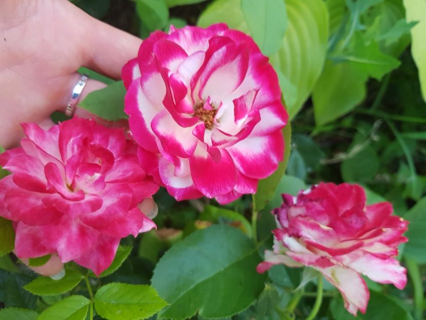  - Trandafiri la baltă 2021